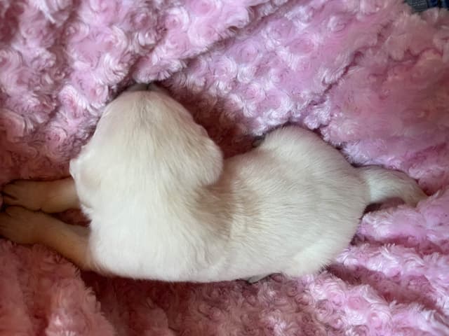 Labrador Retriever Puppies media 26