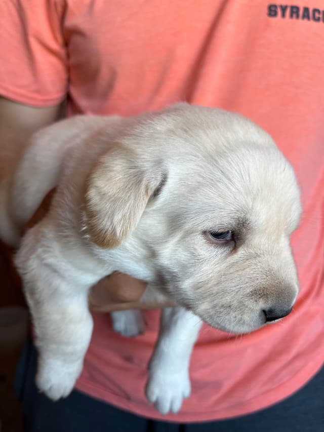 Labrador Retriever Puppies media 2