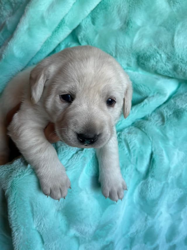 Labrador Retriever Puppies media 3