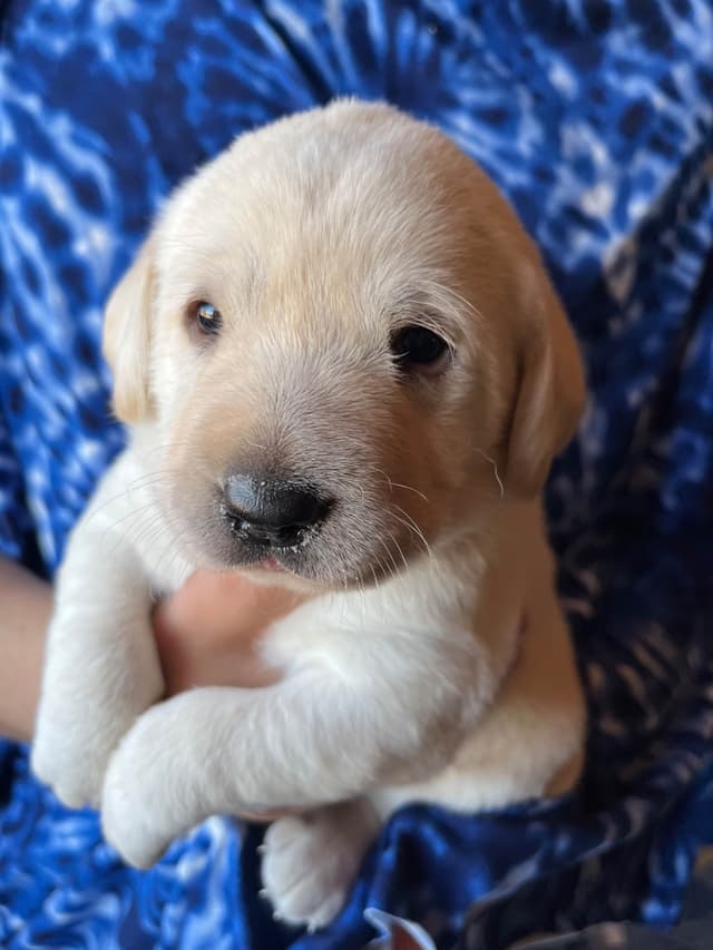 Labrador Retriever Puppies media 4