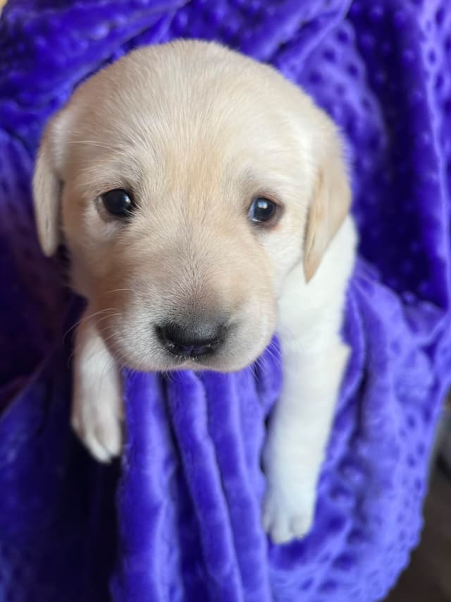 Labrador Retriever Puppies media 5