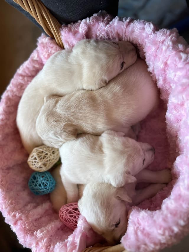 Labrador Retriever Puppies media 6
