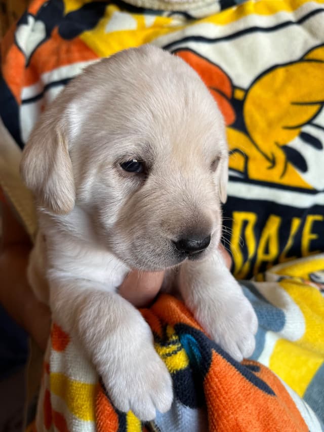 Labrador Retriever Puppies media 7