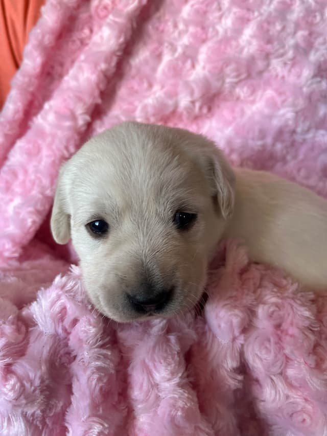 Labrador Retriever Puppies media 8