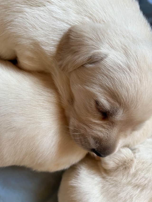 Labrador Retriever Puppies media 9