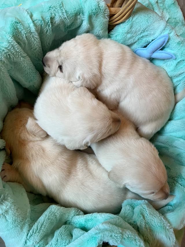Labrador Retriever Puppies media 10