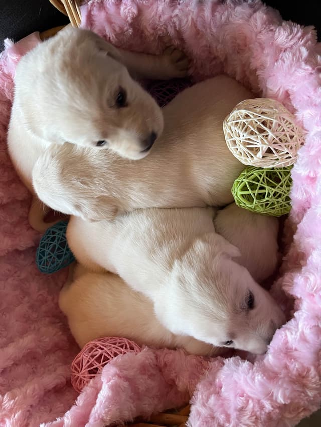 Labrador Retriever Puppies media 11