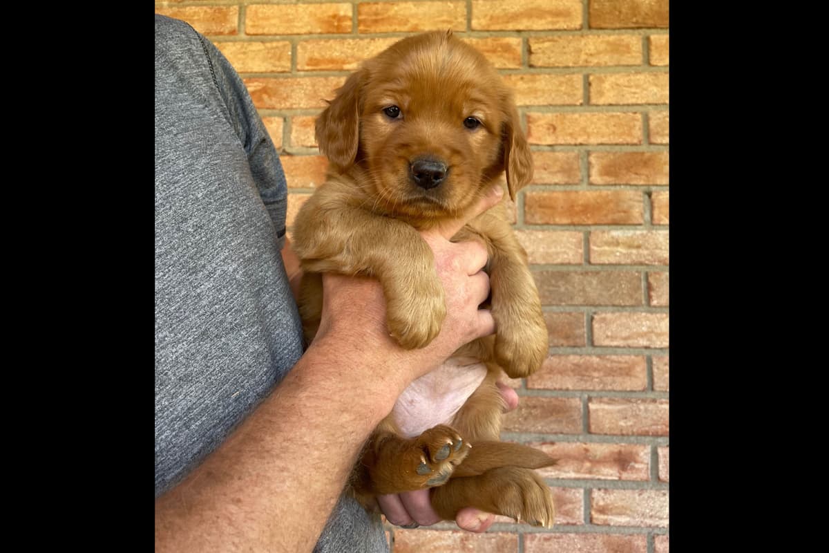Golden Retriever Puppies breeder image 1