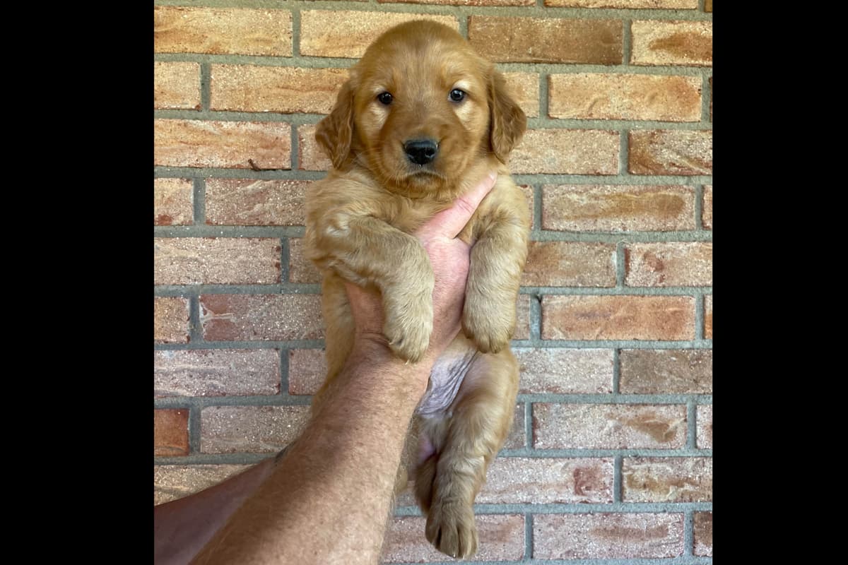 Golden Retriever Puppies breeder image 2