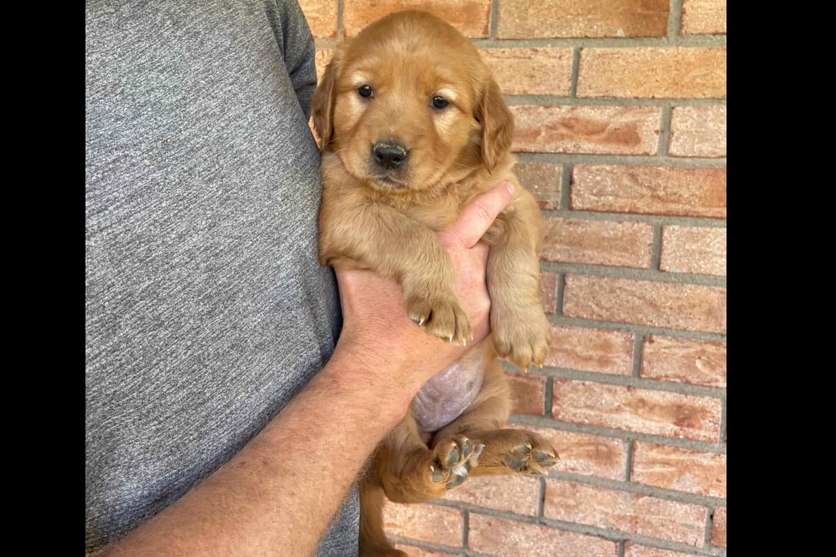 Golden Retriever Puppies breeder image 3