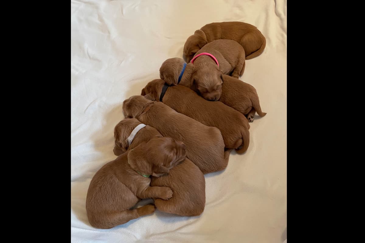 Golden Retriever Puppies breeder image 6