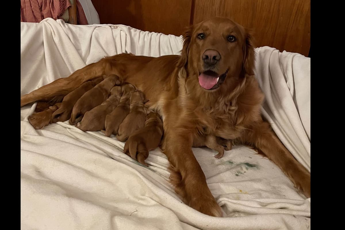 Golden Retriever Puppies breeder image 7