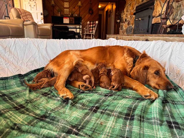 Golden Retriever Puppies media 5