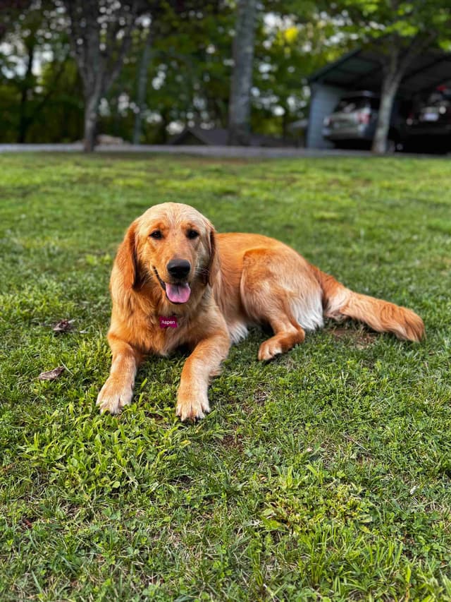 Golden Retriever Puppies media 7