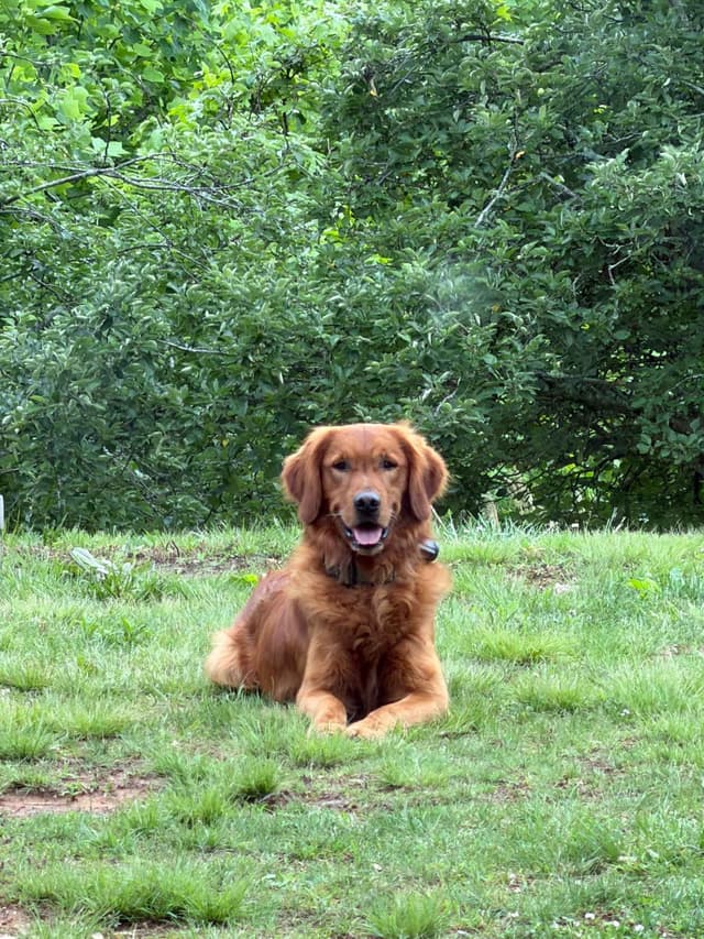 Golden Retriever Puppies media 8