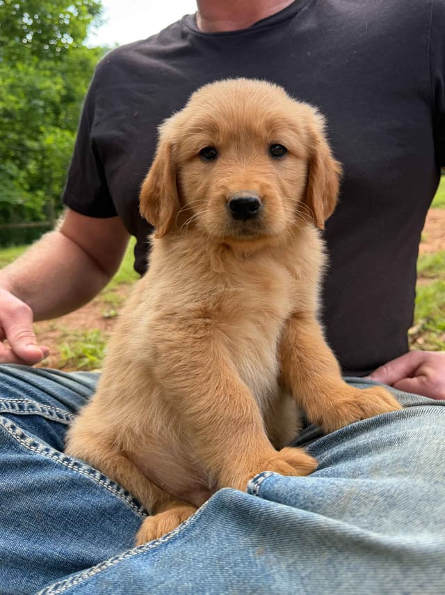 Golden Retriever Puppies media 3