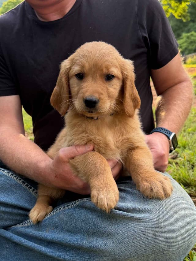 Golden Retriever Puppies media 4