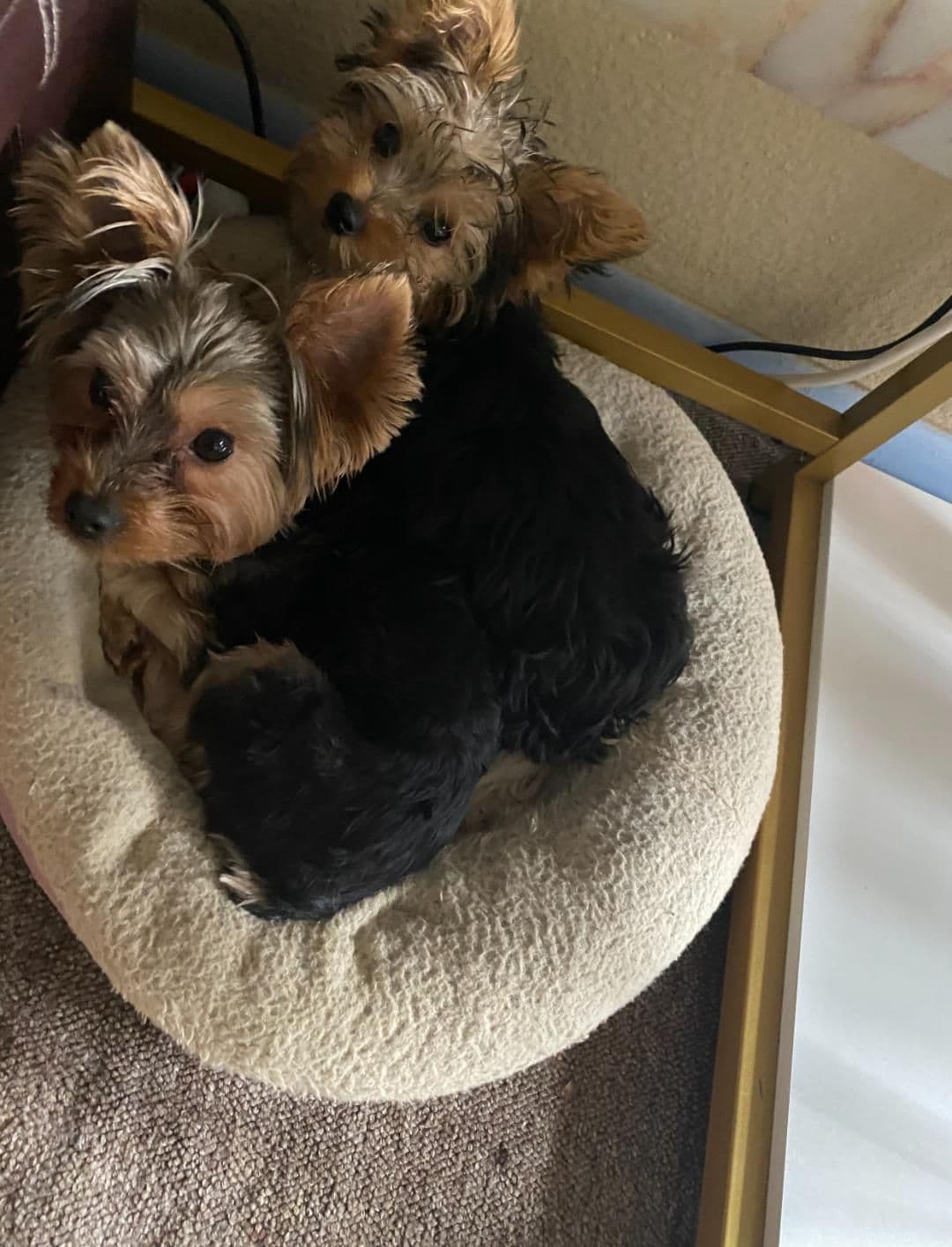 Yorkshire Terrier Puppies breeder image 1