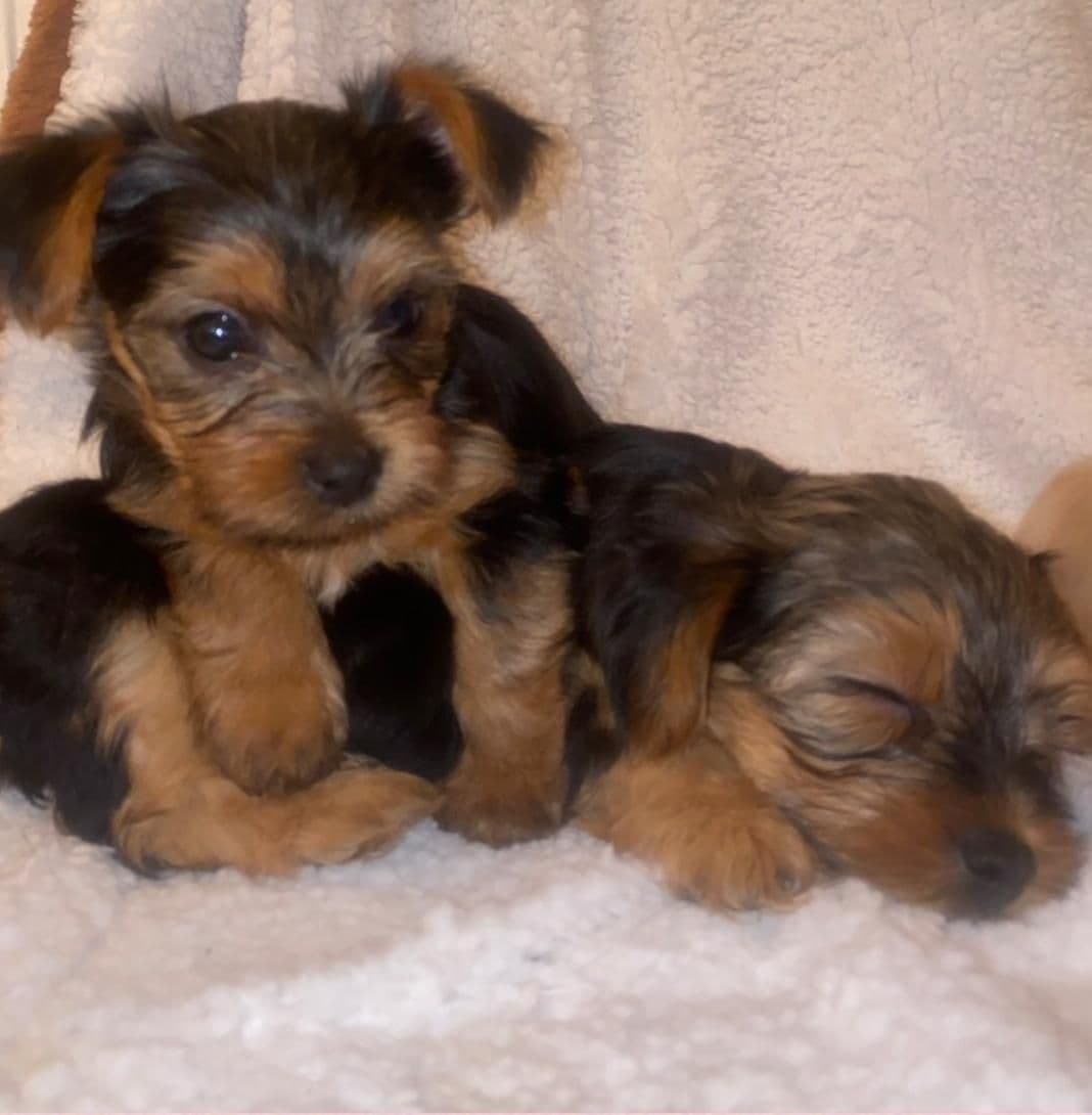 Yorkshire Terrier Puppies breeder image 4