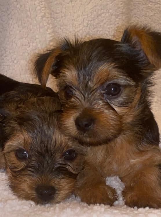 Yorkshire Terrier Puppies breeder image 6