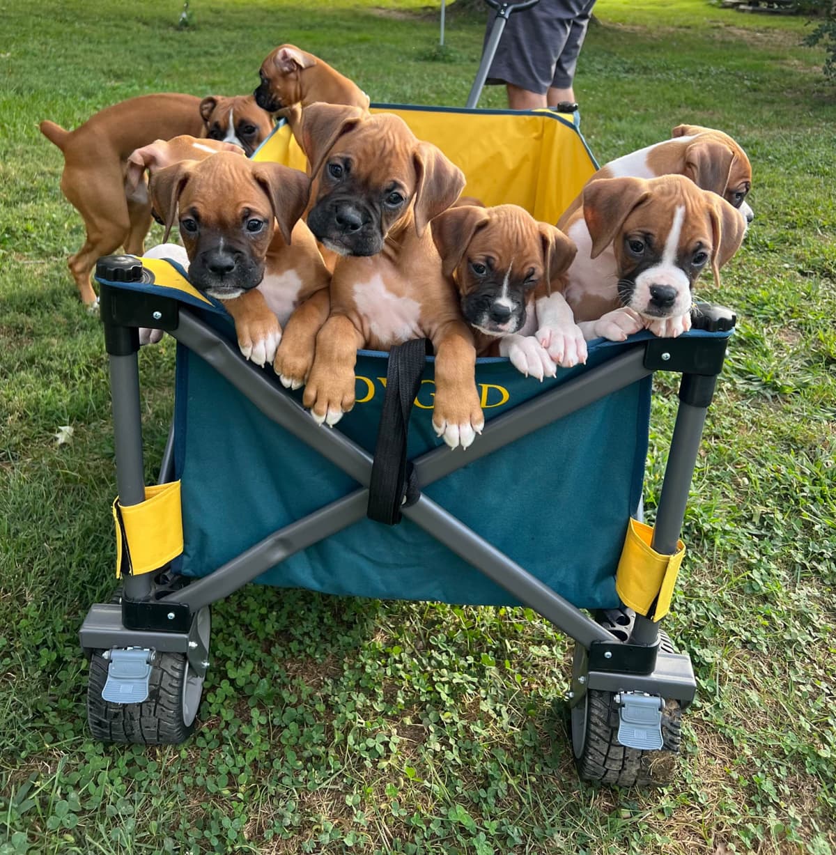 Blessed Boxer Puppies of Southern Illinois breeder image 1