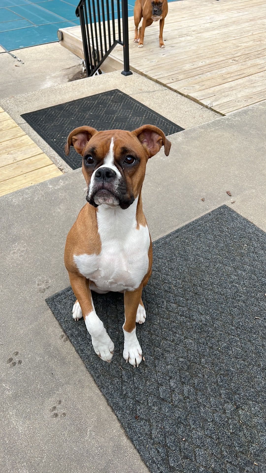 Blessed Boxer Puppies of Southern Illinois breeder image 2