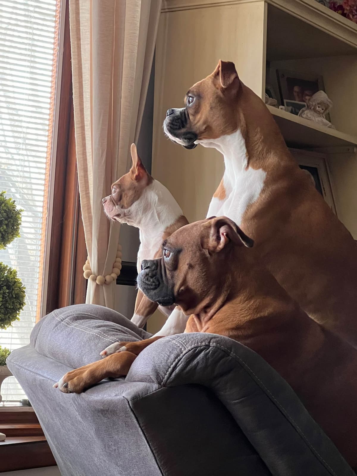 Blessed Boxer Puppies of Southern Illinois breeder image 3