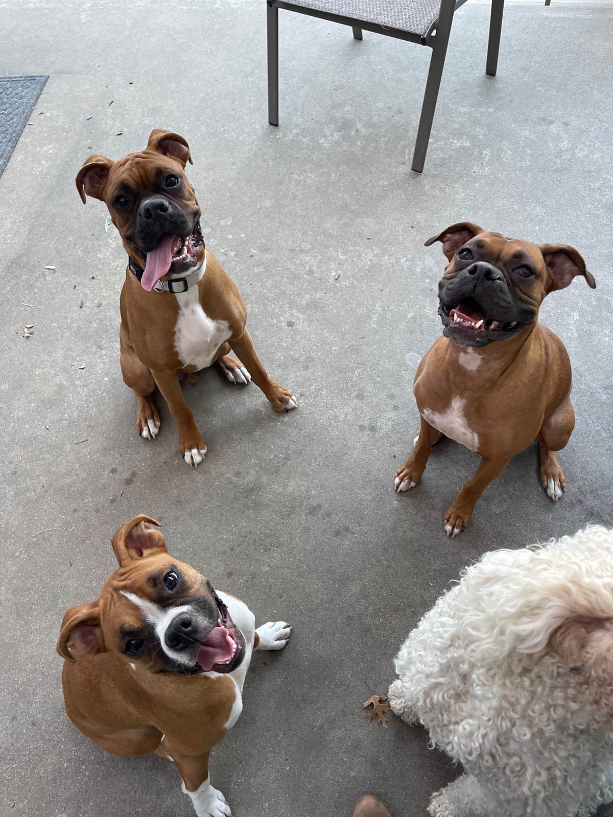 Blessed Boxer Puppies of Southern Illinois breeder image 4