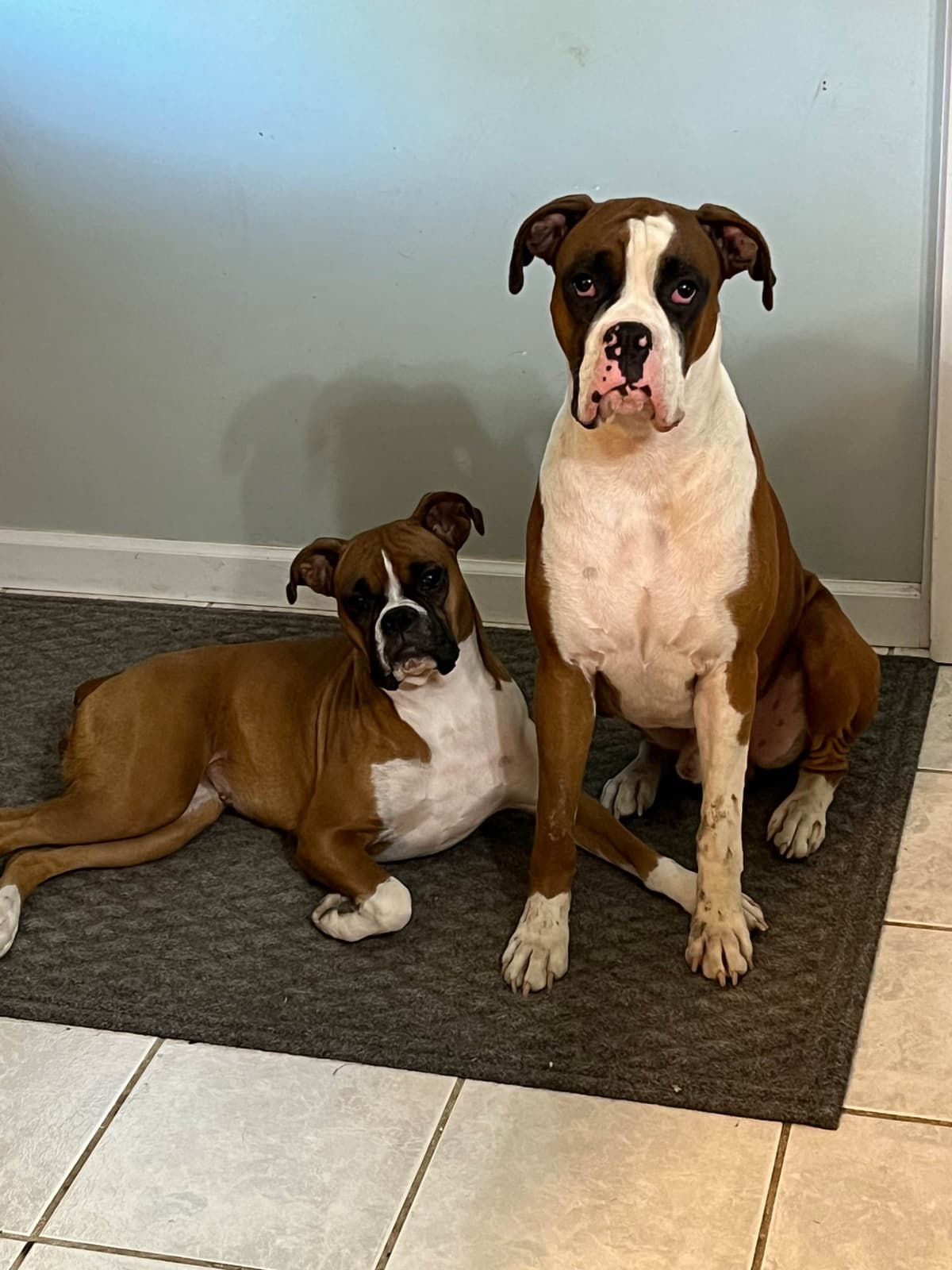 Blessed Boxer Puppies of Southern Illinois breeder image 5