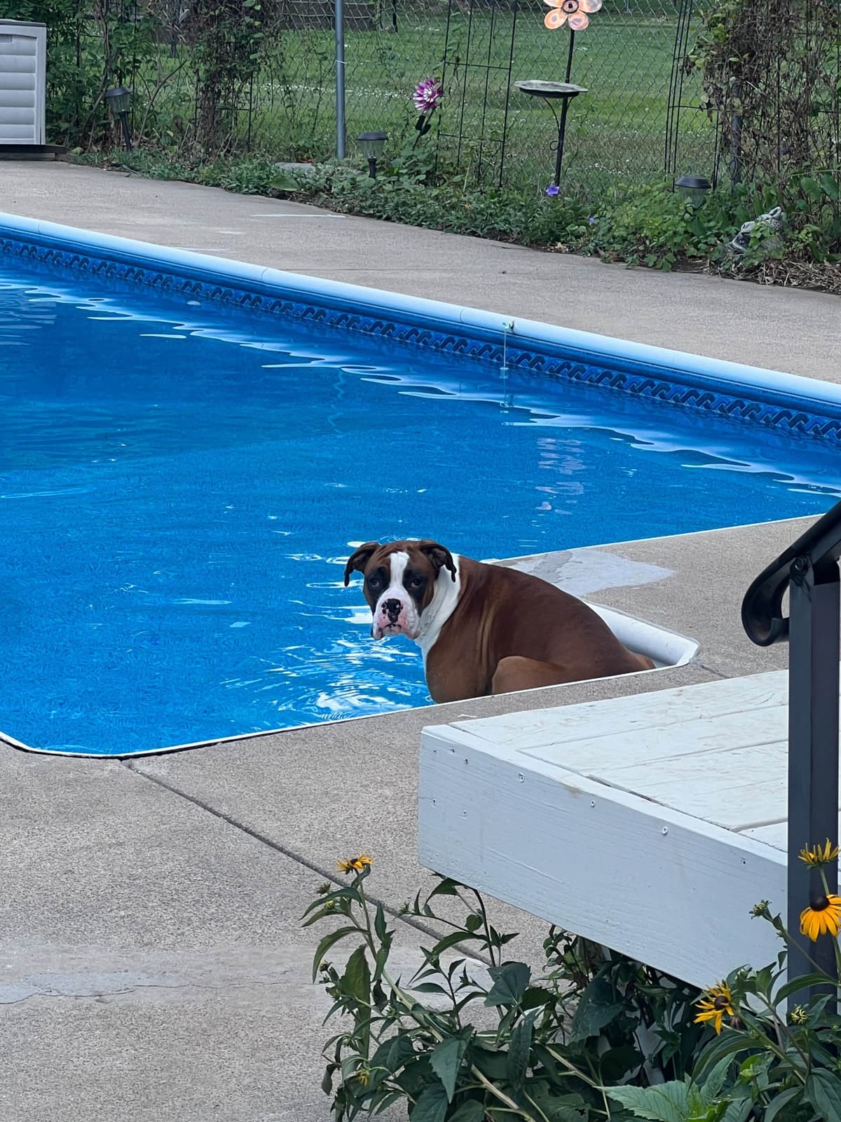 Blessed Boxer Puppies of Southern Illinois breeder image 6