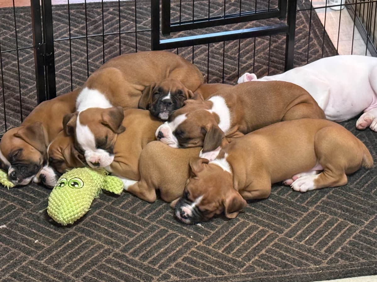 Blessed Boxer Puppies of Southern Illinois breeder image 7