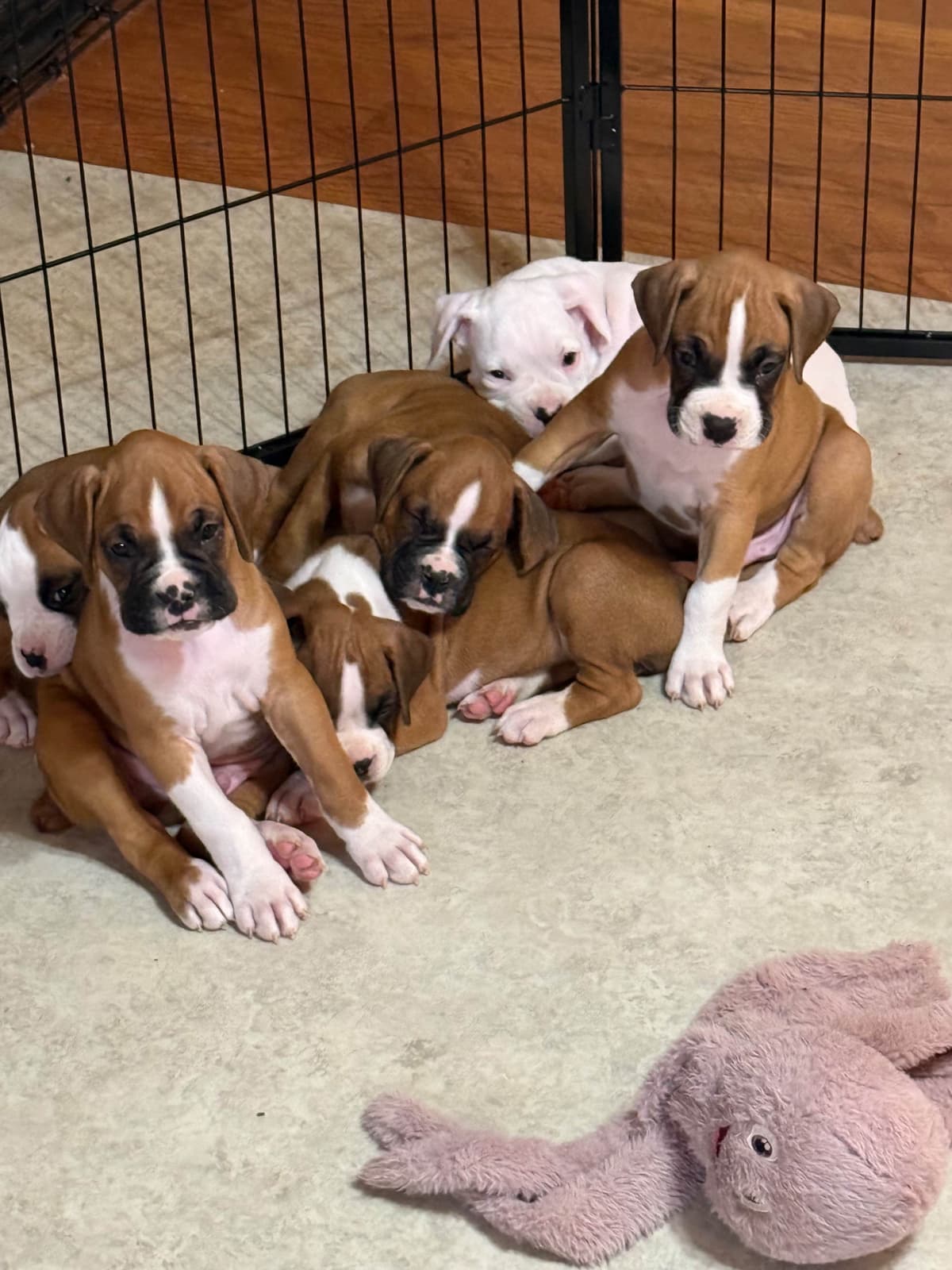 Blessed Boxer Puppies of Southern Illinois breeder image 8