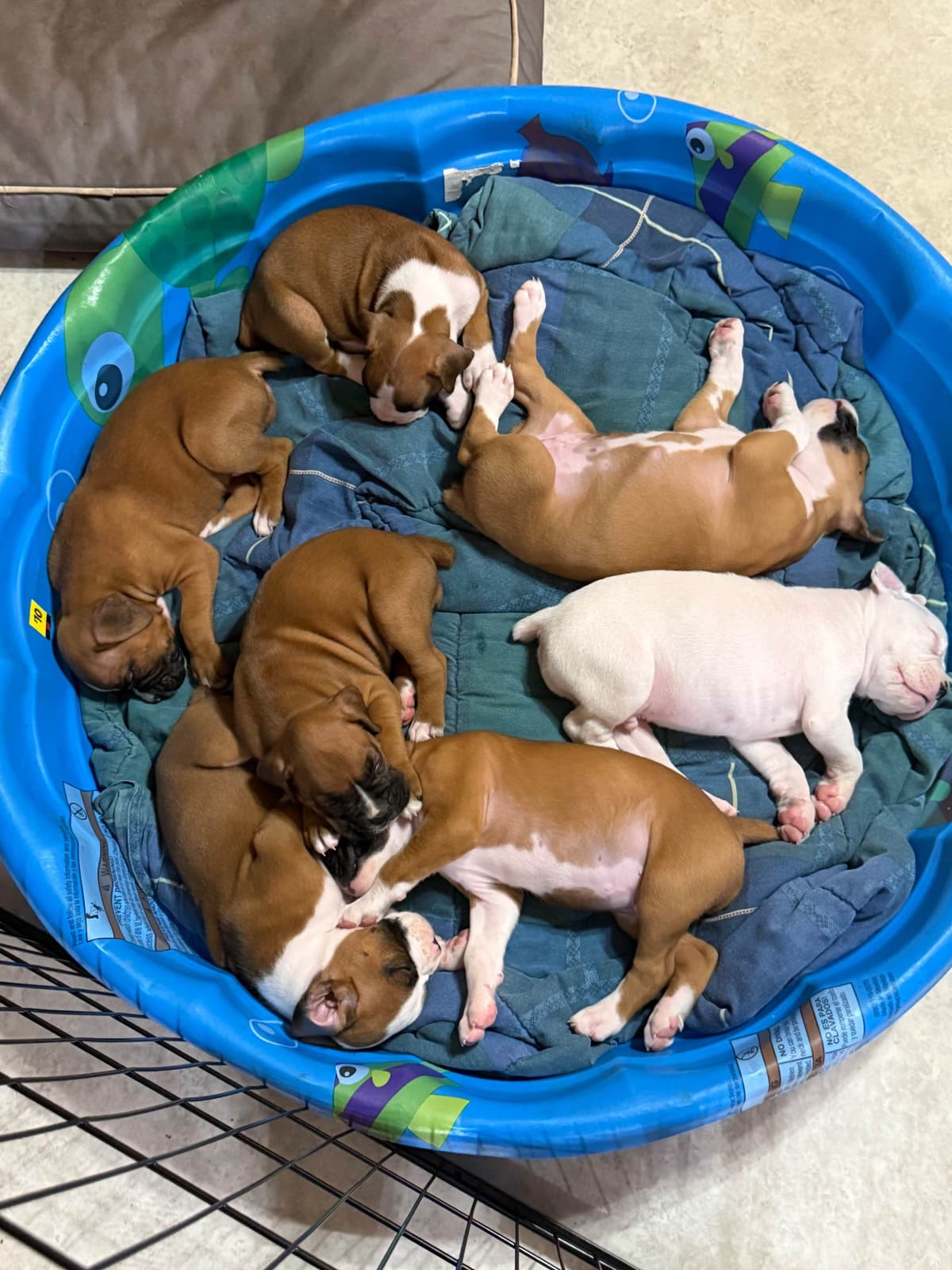 Blessed Boxer Puppies of Southern Illinois breeder image 9