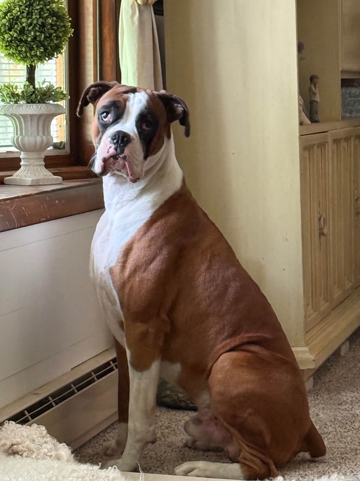 Blessed Boxer Puppies of Southern Illinois breeder image 10