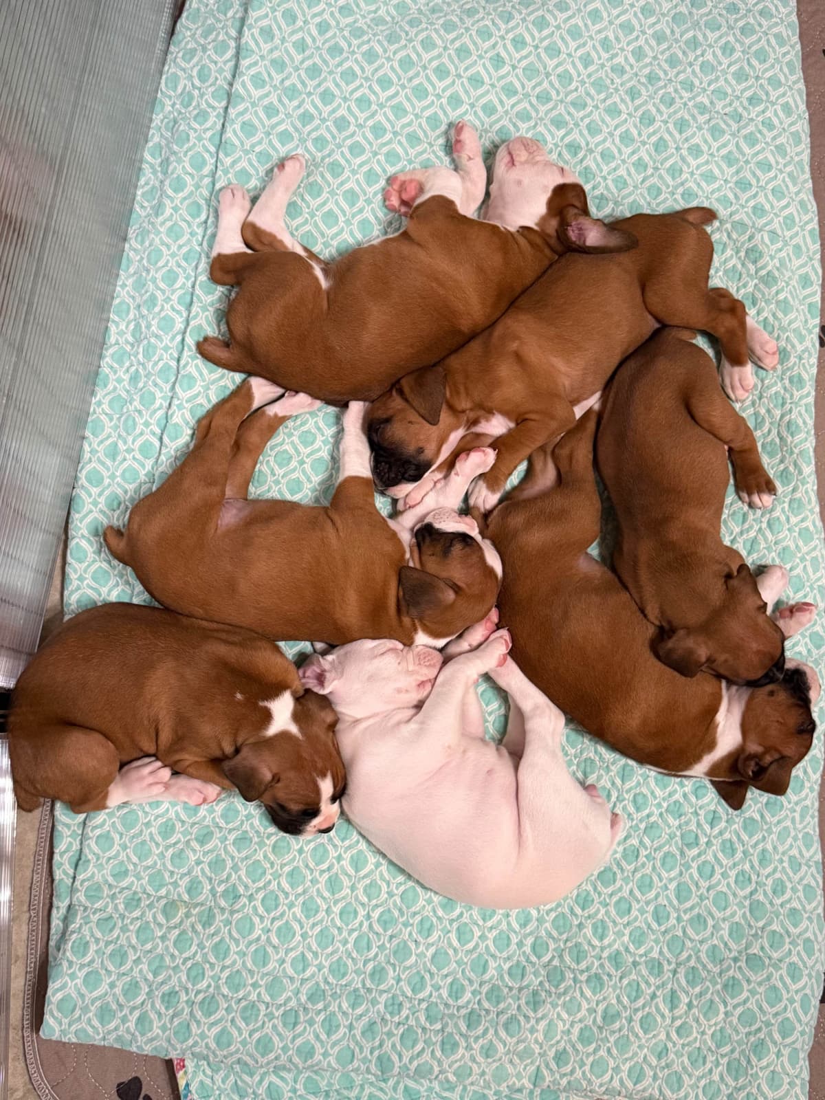 Blessed Boxer Puppies of Southern Illinois breeder image 11
