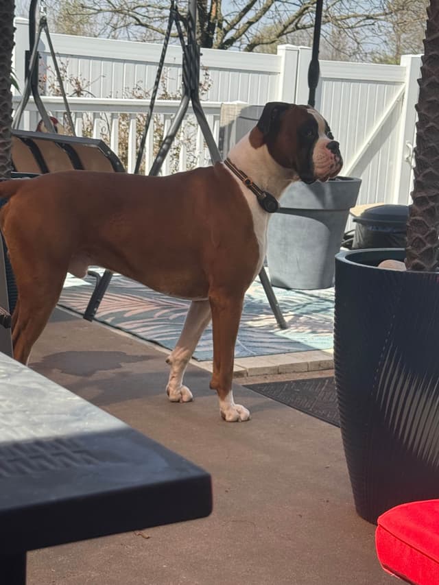 Blessed Boxer Puppies of Southern Illinois media 3