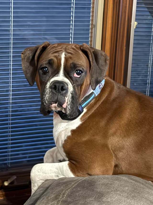 Blessed Boxer Puppies of Southern Illinois media 4