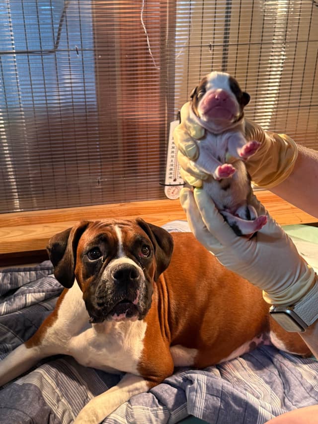 Blessed Boxer Puppies of Southern Illinois media 6