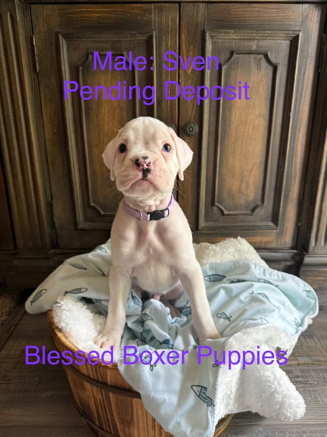 Blessed Boxer Puppies of Southern Illinois media 7