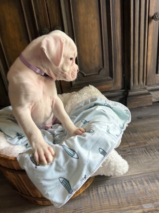 Blessed Boxer Puppies of Southern Illinois media 8