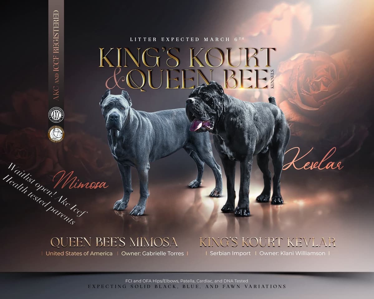 Queen Bee kennel Cane Corso Puppies breeder image 2