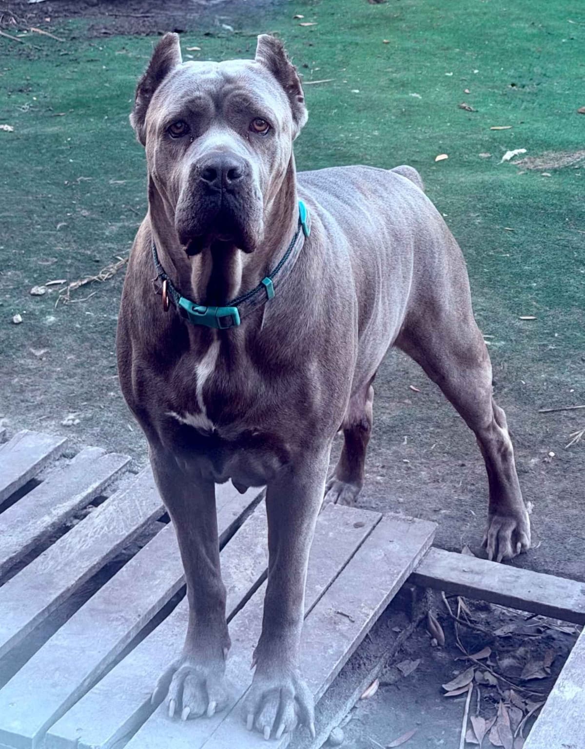Queen Bee kennel Cane Corso Puppies breeder image 3