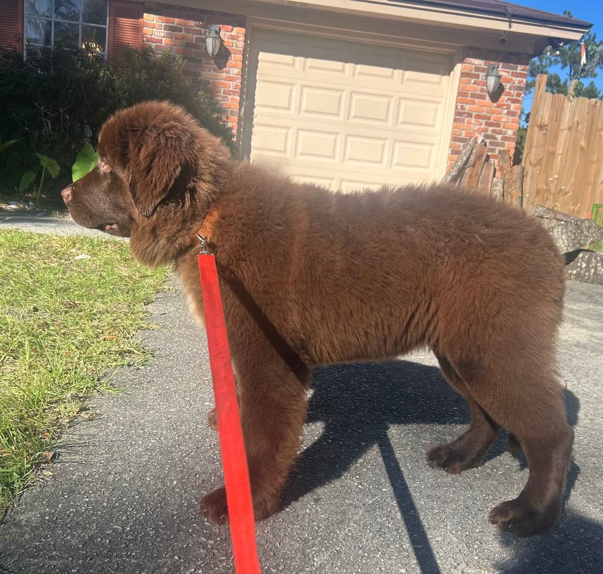 Queen Bee kennel Cane Corso Puppies breeder image 6