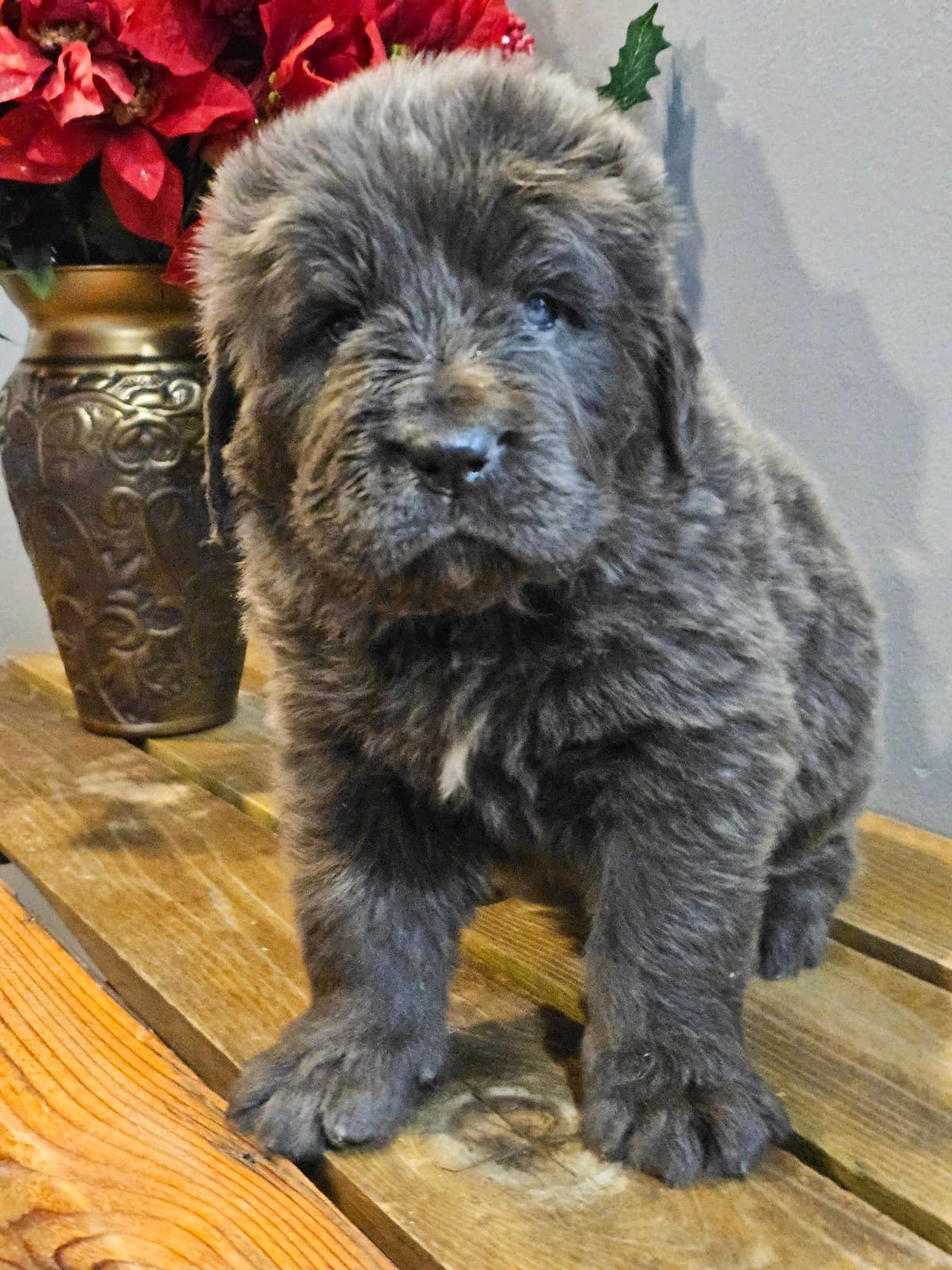 Queen Bee kennel Cane Corso Puppies breeder image 8