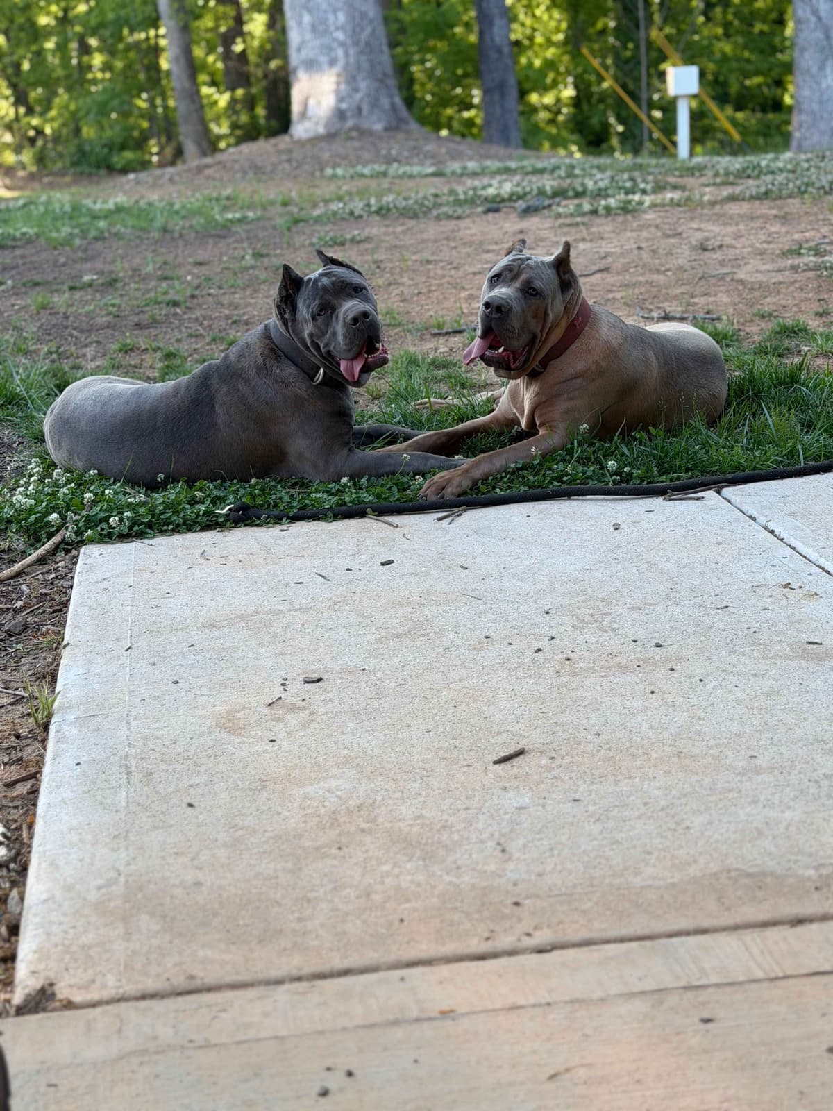 Queen Bee kennel Cane Corso Puppies breeder image 9