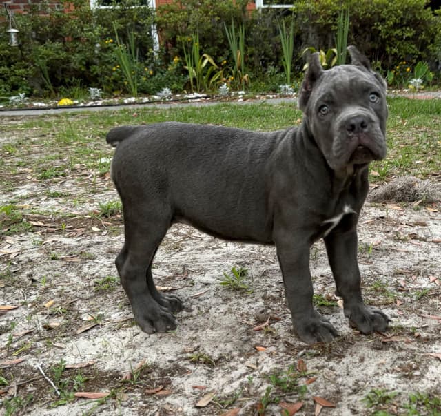 Queen Bee kennel Cane Corso Puppies media 2