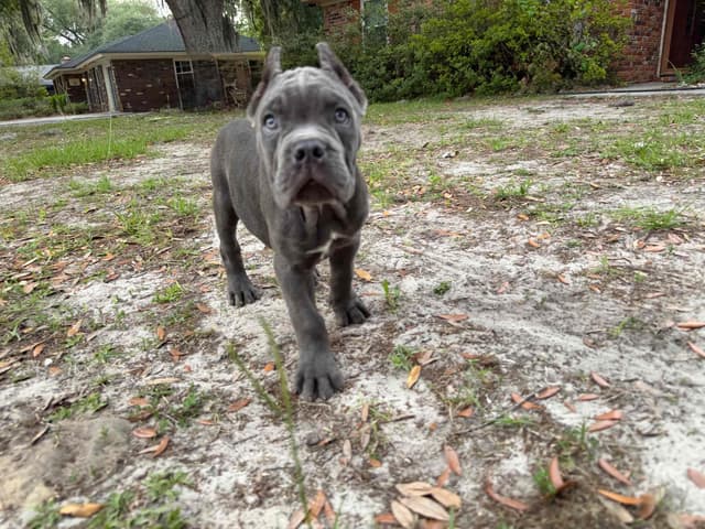 Queen Bee kennel Cane Corso Puppies media 3