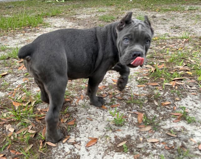 Queen Bee kennel Cane Corso Puppies media 4