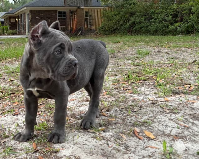 Queen Bee kennel Cane Corso Puppies media 5