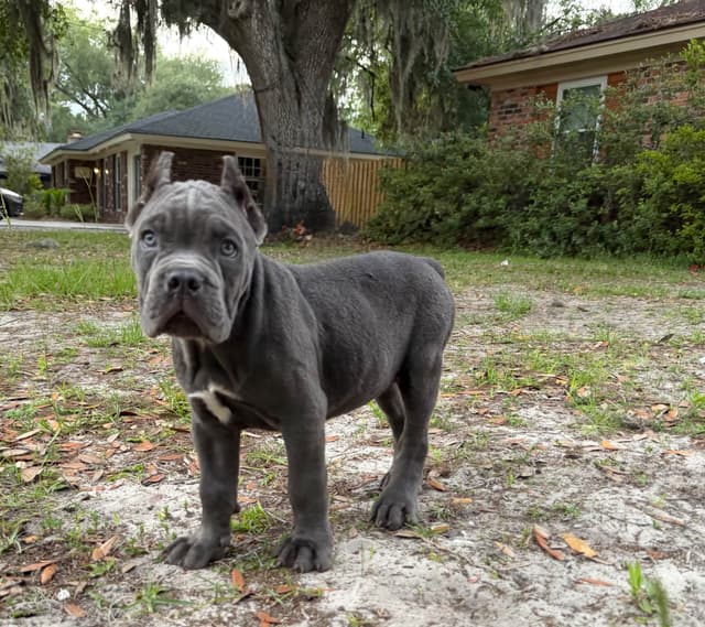 Queen Bee kennel Cane Corso Puppies media 6